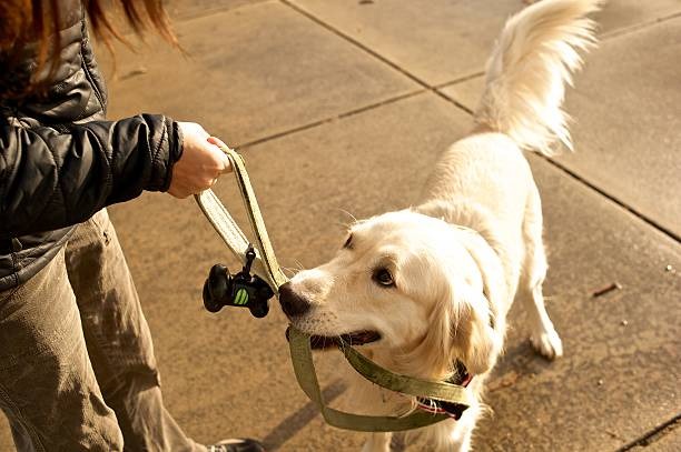 Choosing the Best Pet Supplies for Happy and Healthy Pets